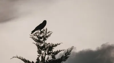 El hombre en busca de sentido