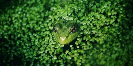 Fundamentos de Psicobiologia