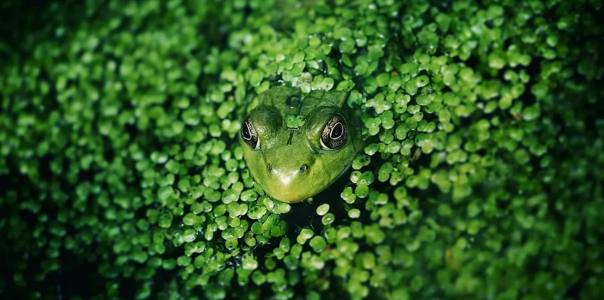 Fundamentos de Psicobiologia