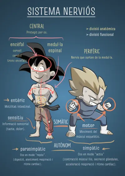 Sistema nerviós