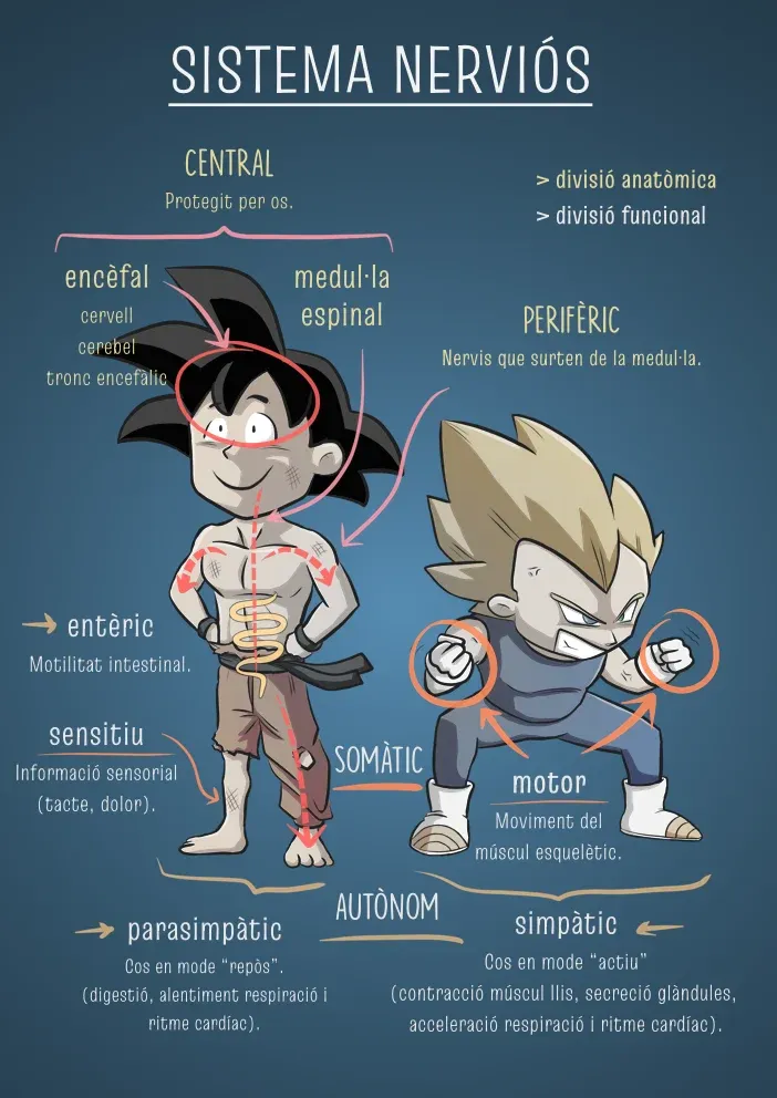 Sistema nerviós